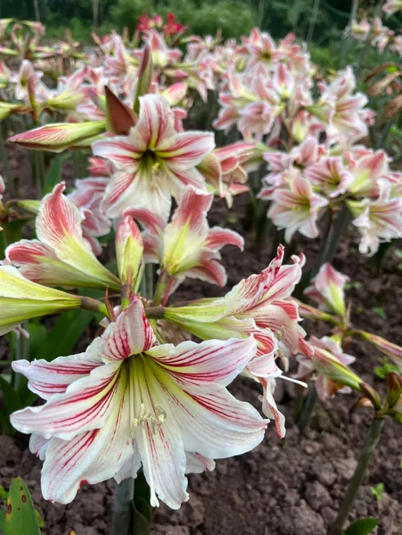 国产沙漠朱顶红四川白色土朱朱顶红（白土）买三送一伊莲娜安吉拉