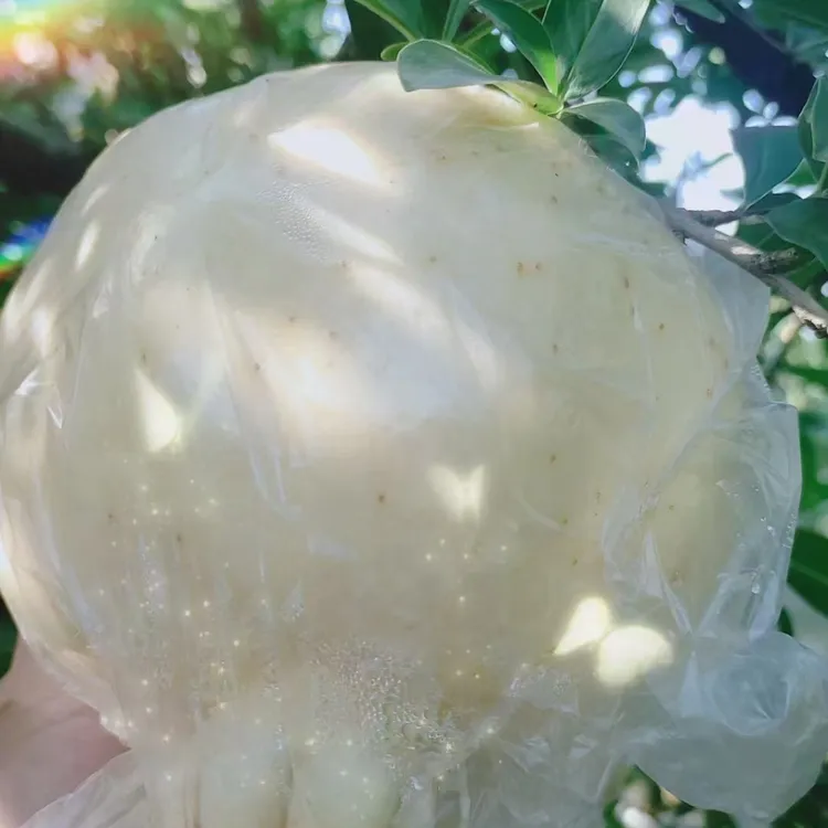 怀远白花玉石籽石榴甜美多汁中果6-7两左右