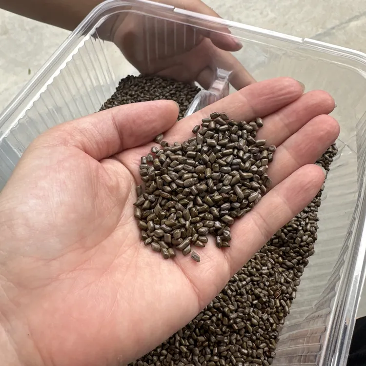 农家种植决明子 无熏硫 2025新货生 决明种子泡茶新鲜新货纯天然