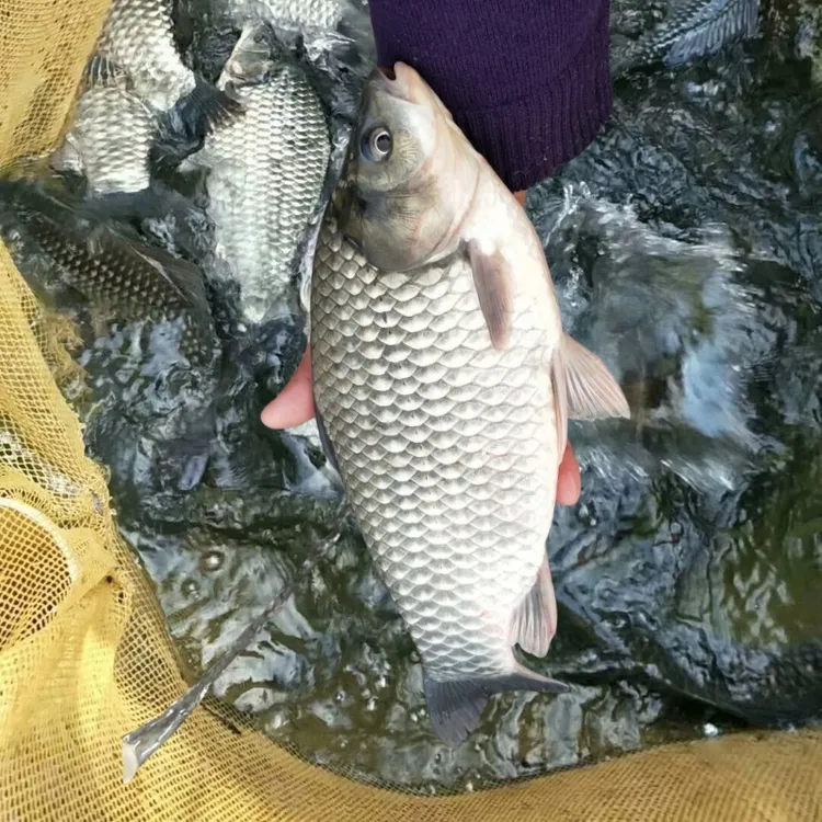 中科五号鲫鱼 大板鲫 淡水银鲫宠物