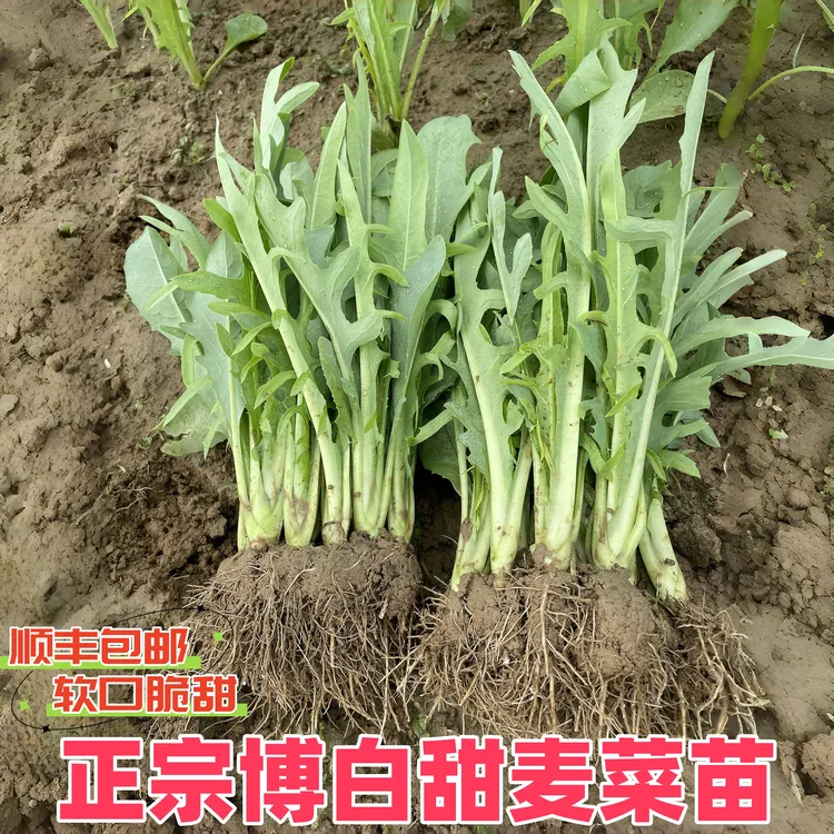 广西博白甜麦菜苗种苗花芽植株带泥软口甘甜盘栽新鲜可种甜脆春季