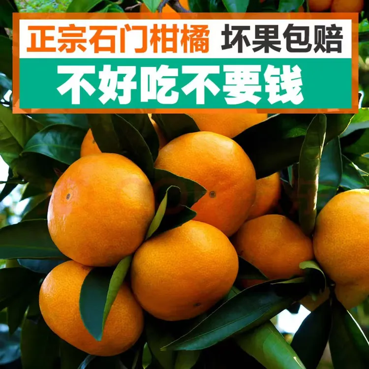 湖南石门柑橘甘甜多汁果园直发现摘现发中大果混装上午摘下午发货