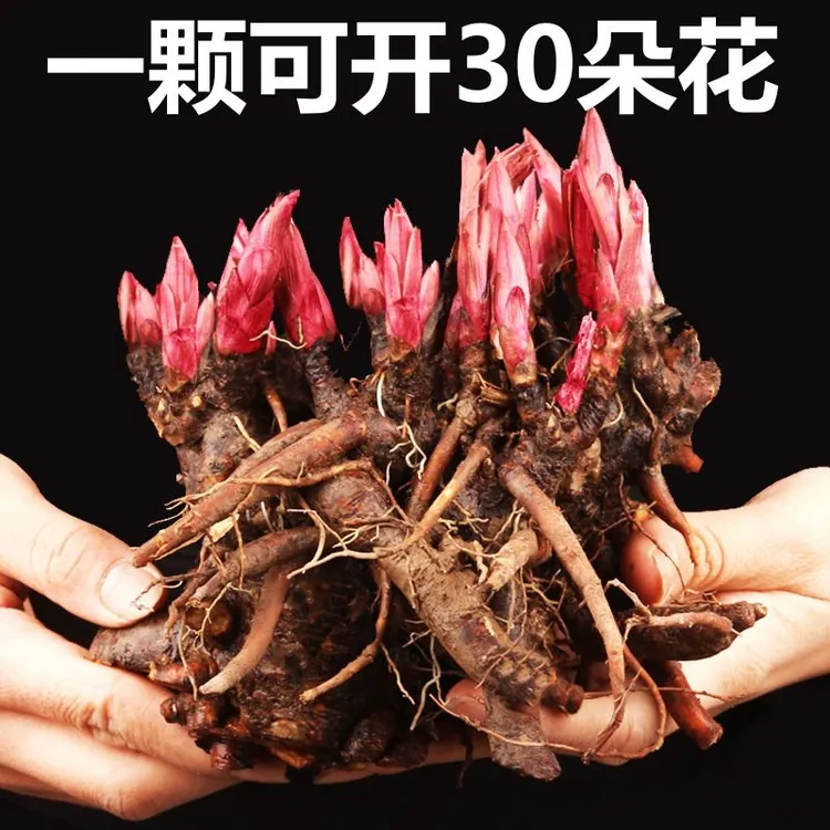 芍药根重瓣芍药花苗种根花卉盆栽浓香芍药花庭院阳台种植