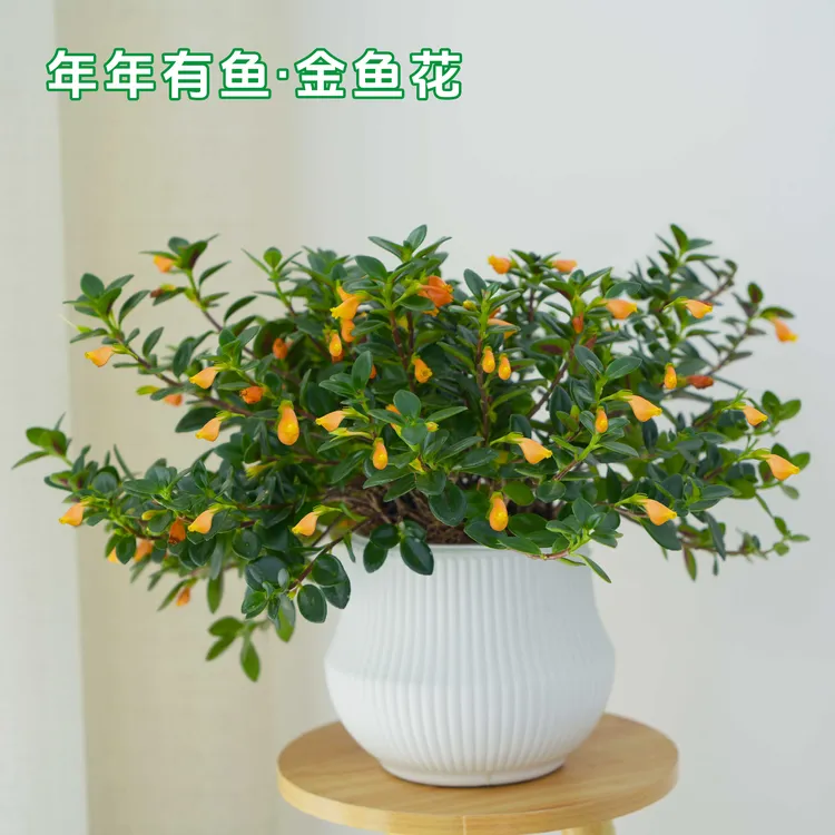 金鱼花吊兰盆栽带花苞发货水培植物室内阳台四季常青常年开花植物