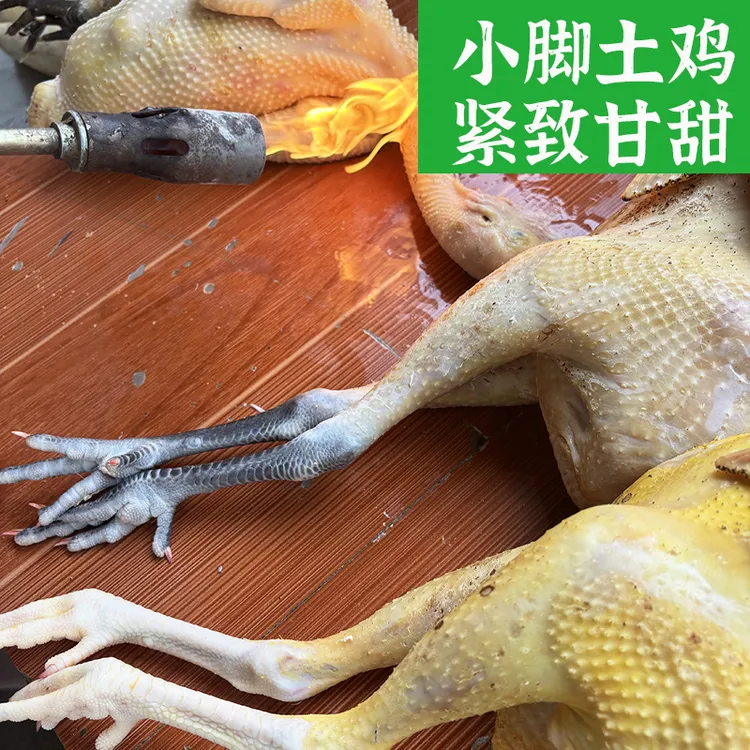 顺丰农村散养土鸡生态农家散养跑山鸡走地鸡生态散养湖南小脚土鸡