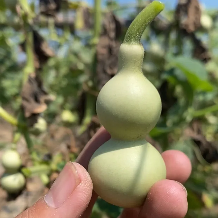 葫芦 把玩雕刻饰品 手工摆件