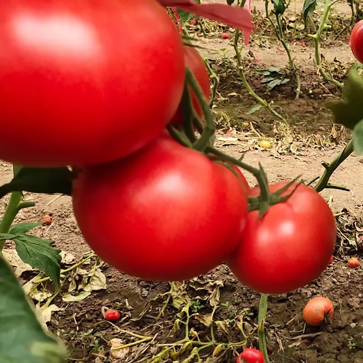 山东大番茄新鲜多汁洋柿子爆浆新鲜生吃自然成熟露天西红柿果蔬