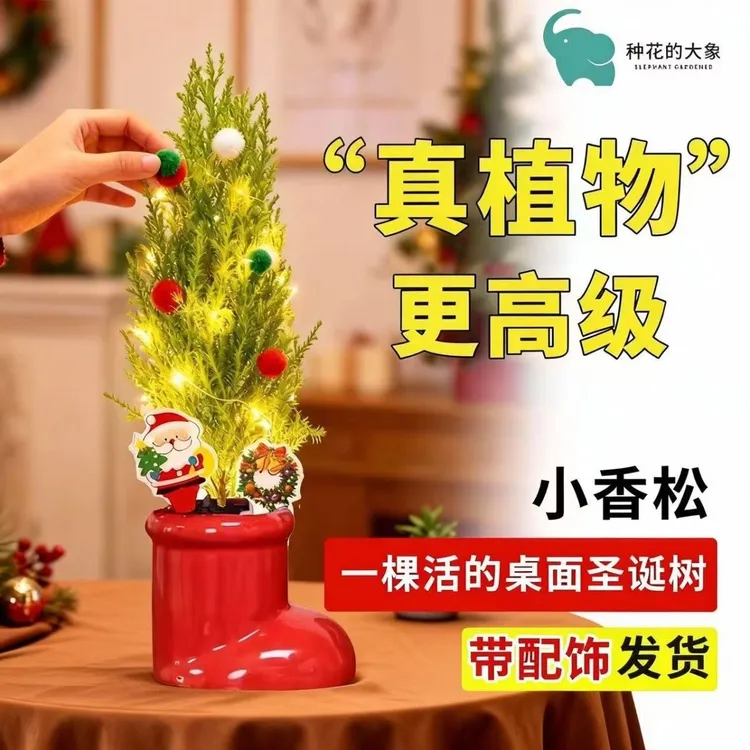香松圣诞树盆栽绿植室内客厅净化空气懒人好养桌面氛围感装饰植物