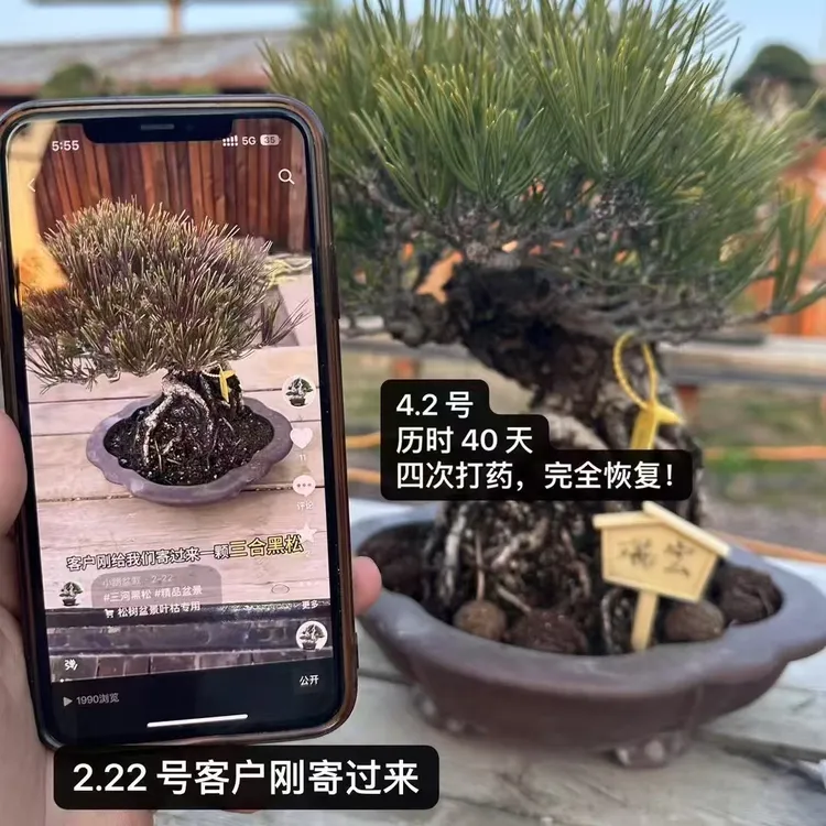 松树柏树盆景针叶变绿叶枯枯叶专用