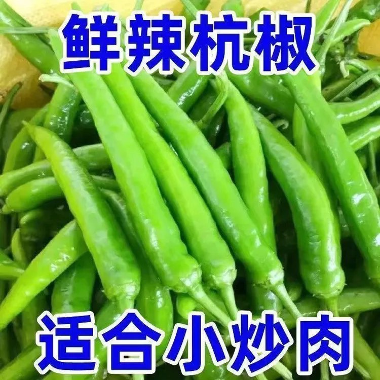 爆辣河南新鲜现摘特辣杭椒农家自种薄皮清脆可腌辣椒酱的青辣椒