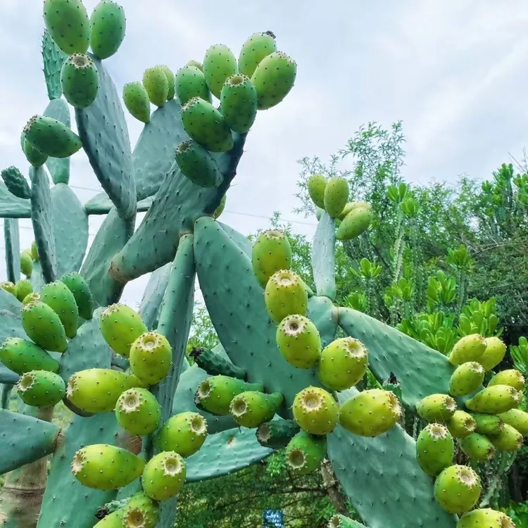 无刺仙人掌种植叶片绿植盆栽可观赏防辐射室内装饰新宠