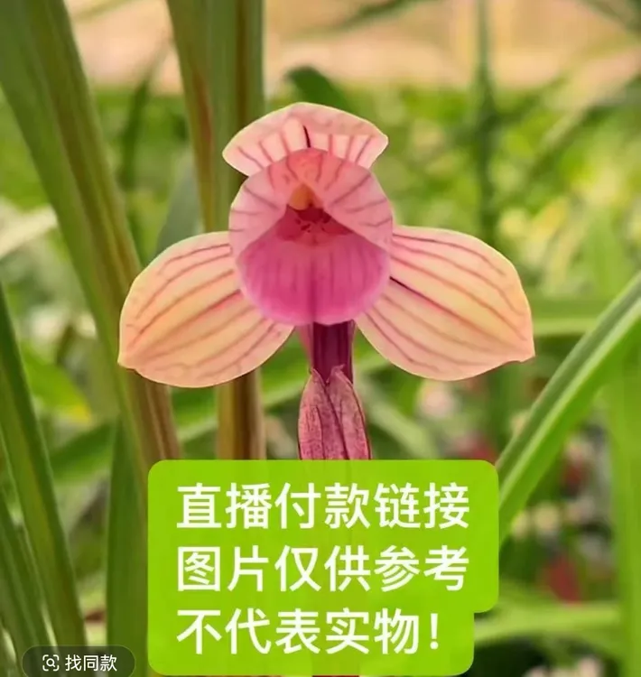 兰花直播专用一物一拍带花苞精品兰花