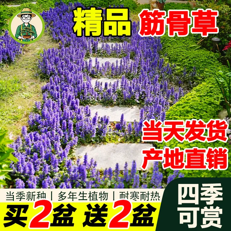 拾园记姬十二筋骨草苗多年生耐寒耐旱庭院花园花镜地被绿植物盆栽