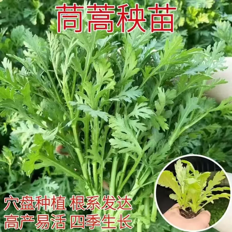 中叶茼蒿苗带土秧苗抗寒高产蓬蒿菜苗皇帝菜秋季冬季四季蔬菜秧苗