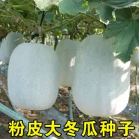 大胖粉皮冬瓜种子冬瓜籽 高产特大巨型大冬瓜种子 夏秋四季蔬菜孑