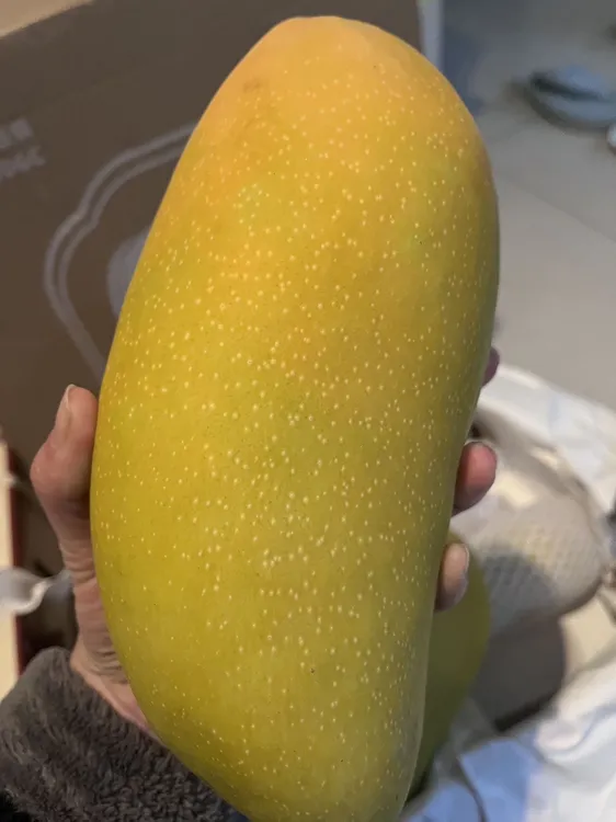 【自家果园海南水仙芒果】现摘现发当季水果热带水果果肉香甜多汁