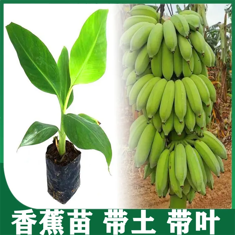 红美人香蕉树苗红皮香蕉南北方四季种植耐寒抗冻当年结果带土发货