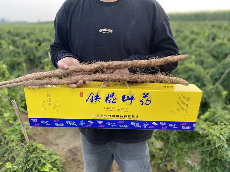 河南温县垆土铁棍山药新鲜现挖香甜粉糯营养特产