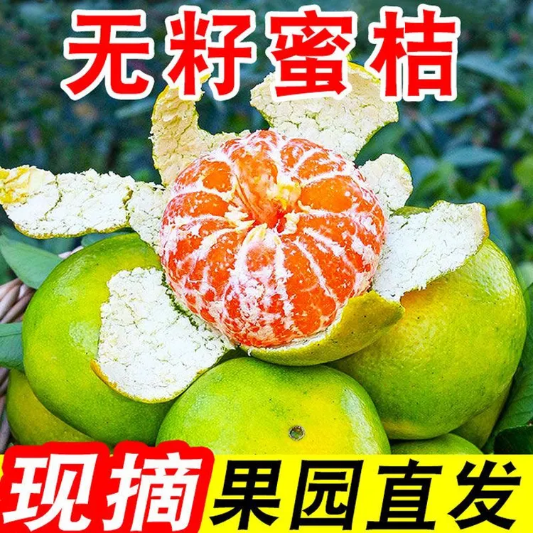 【现摘现发湖北蜜橘】柑橘青皮蜜桔无籽多汁酸甜爽口应季水果橘子