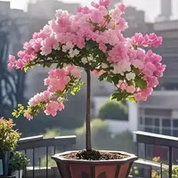 三角梅勤花新品多色阳台盆栽老庄耐热四季好养绿植庭院