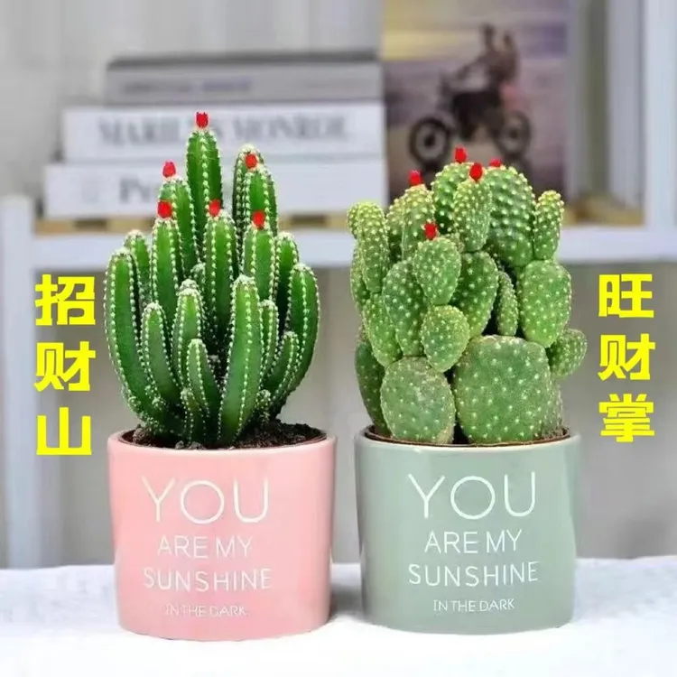 仙人掌万重山多肉植物盆栽花卉客厅好养室内办公室绿植桌面吸甲醛