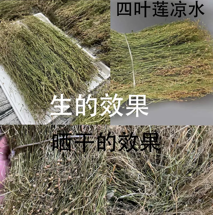 正宗潮汕四叶莲四合莲独枝莲足干无硫清甘