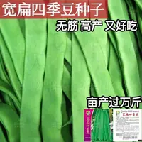 【五袋包邮】绿龙架豆高产宽扁芸豆种子芸豆种子四季豆种子无筋架豆