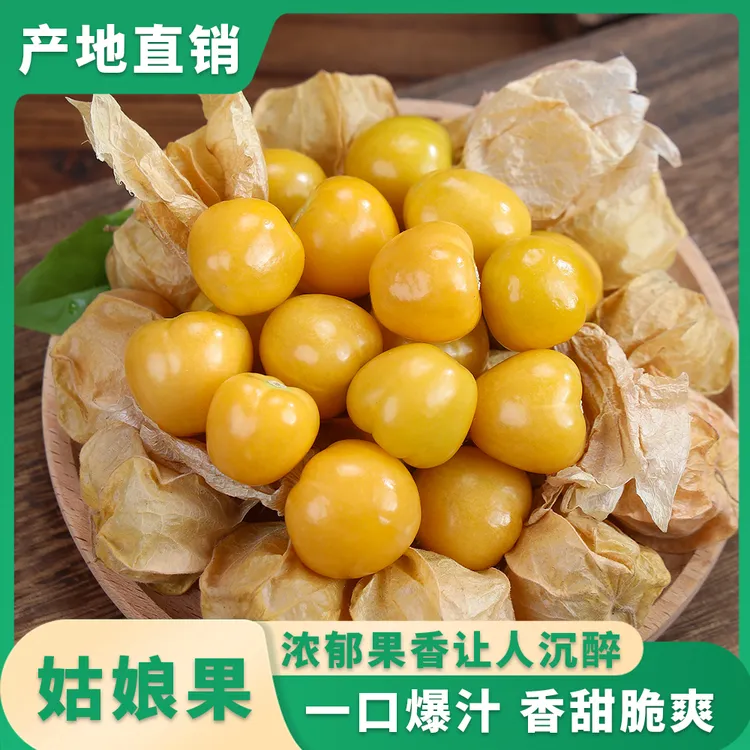 官方账号专属正宗姑娘灯笼果黄菇娘新鲜采摘现摘现发香甜多汁皮薄水果顺丰包邮