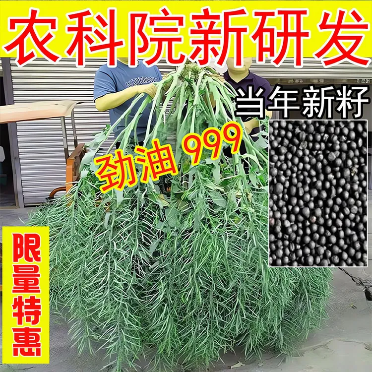 高产油菜种子劲油999新品种油菜籽高出油率矮杆耐寒抗病原装正品