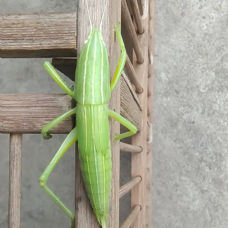 野采鼻尤草螽鸣虫螽斯活体昆虫宠物会叫好养鲜活