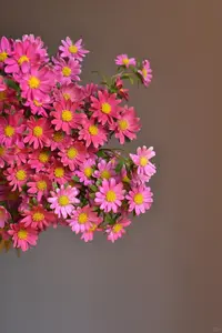 玫粉色迷你菊1束 -- 以直播间实物为准