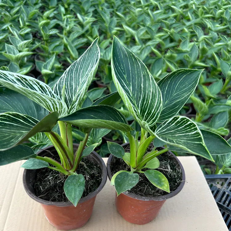 铂金钻绿植盆栽水培植物蔓绿绒室内花卉四季常青净化空气好养绿植