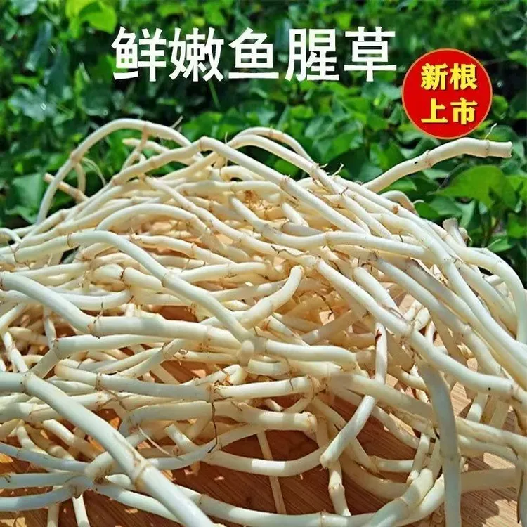 现挖新鲜鱼腥草现挖现发折耳根嫩根湖北特产蔬菜新鲜蔬菜正宗