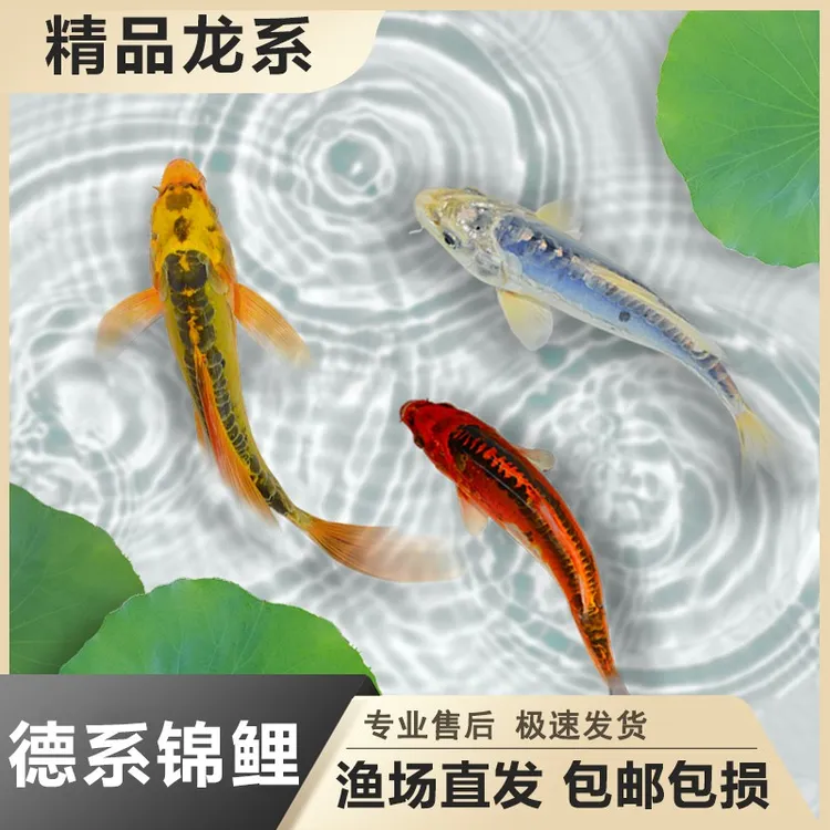 龙系锦鲤活鱼观赏鱼德系锦鲤蓝龙秋翠大麟钱串子冷水淡水好养耐活