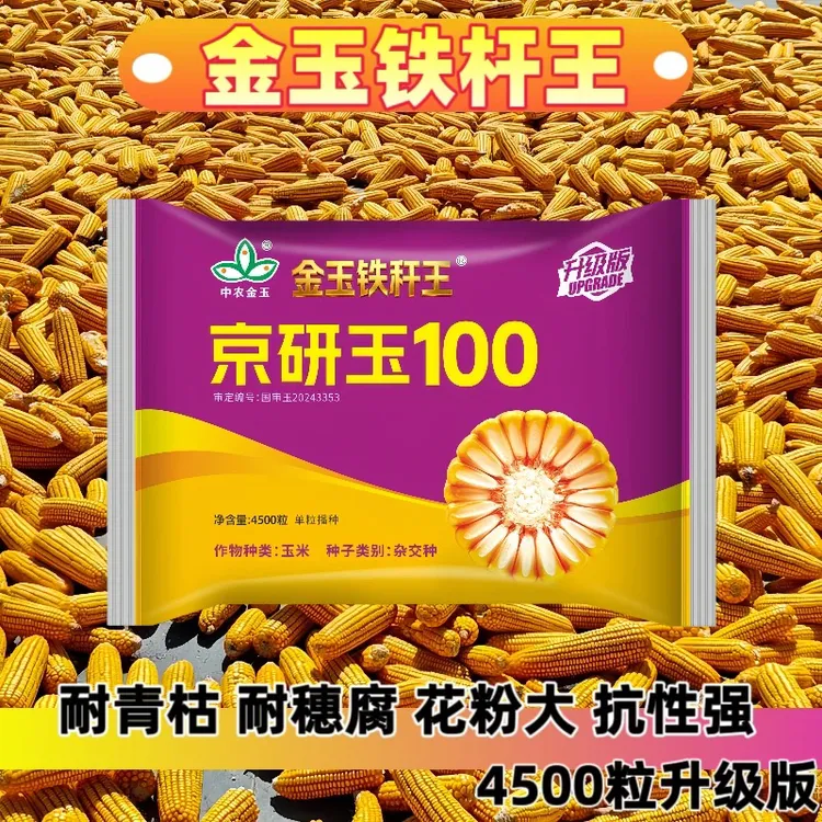 京研玉100  金玉铁杆王  国审大品种   高产抗病抗倒伏商品图