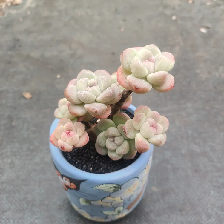 云南多头多肉多肉盆栽嫁接冰玉