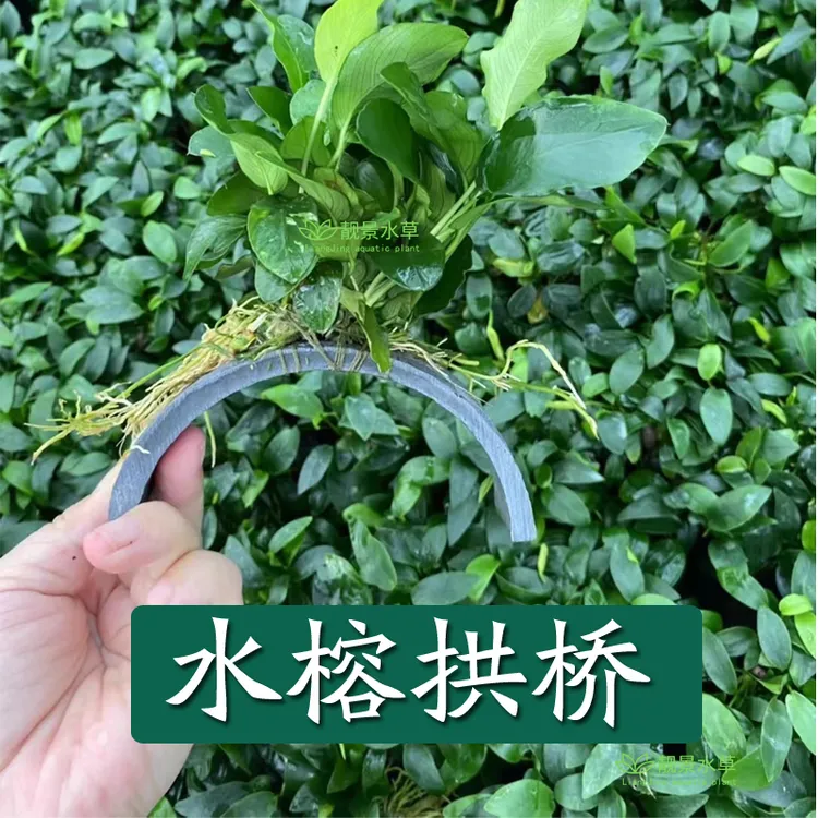 水榕类拱桥捆绑水草沉底造景鱼缸淡水新手好养的阴性植物增氧