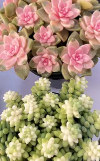 【樱花锦+雪花玉坠】带盆带土 多肉植物 新手好养 室外可以暴晒 