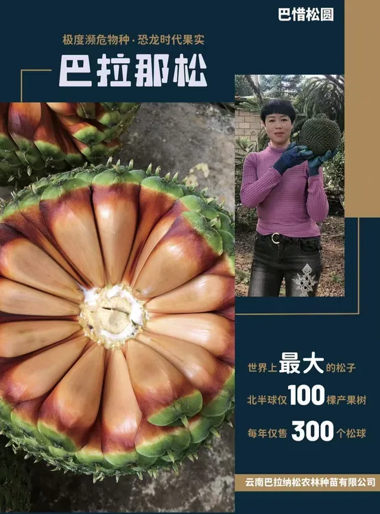 巴拉那松种植资料包