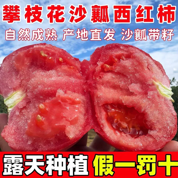 四川攀枝花沙瓤西红柿自然熟酸甜多汁应季新鲜水果蔬菜现摘现发