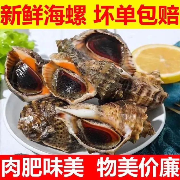 天津渤海本地大海螺鲜活发货海螺海鲜水产品