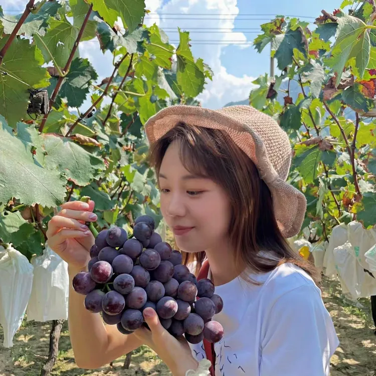 马陆巨峰葡萄十斤装新鲜现摘应季水果产地直发果香浓郁顺丰到家