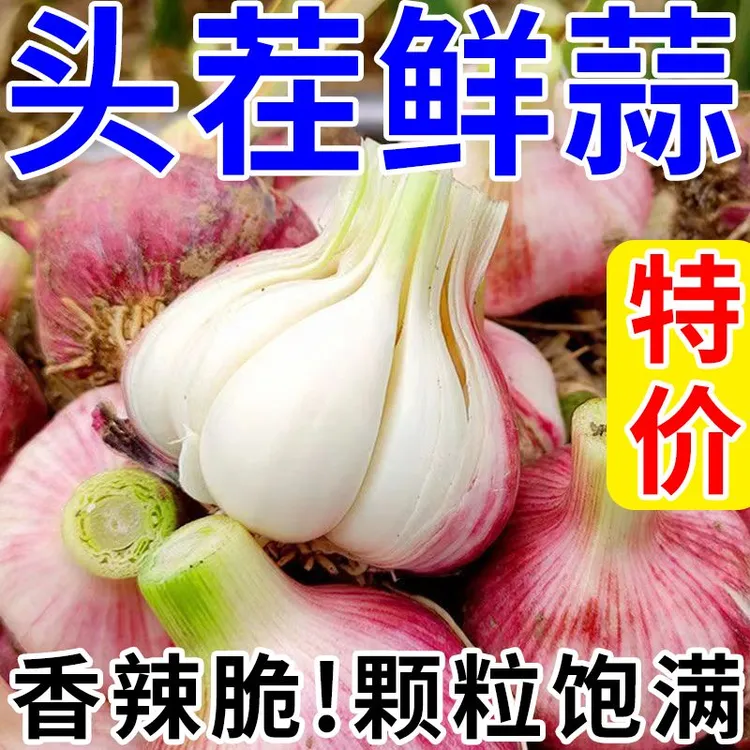 25年头茬云南新鲜现挖紫皮大蒜头多瓣蒜湿蒜糖醋蒜香辣多汁大蒜头