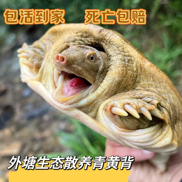 公甲鱼青黄背 【单只款】 外塘散养老鳖水鱼团鱼 顺丰包邮