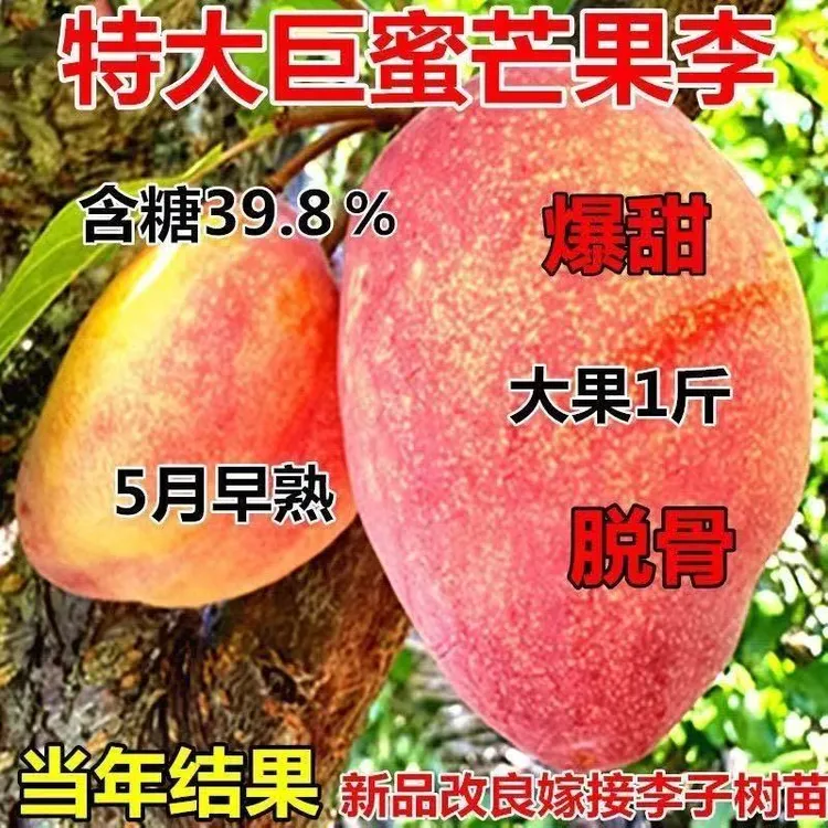 嫁接芒果李子树苗 新品种特大李子树果苗 南北方种植 当年结果苗