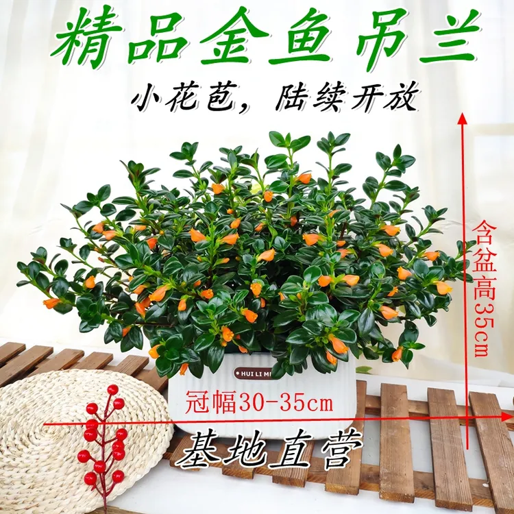 秋季新品金鱼吊兰雅雯盆带花苞室内外好养植物阳台四季常青花卉商品图