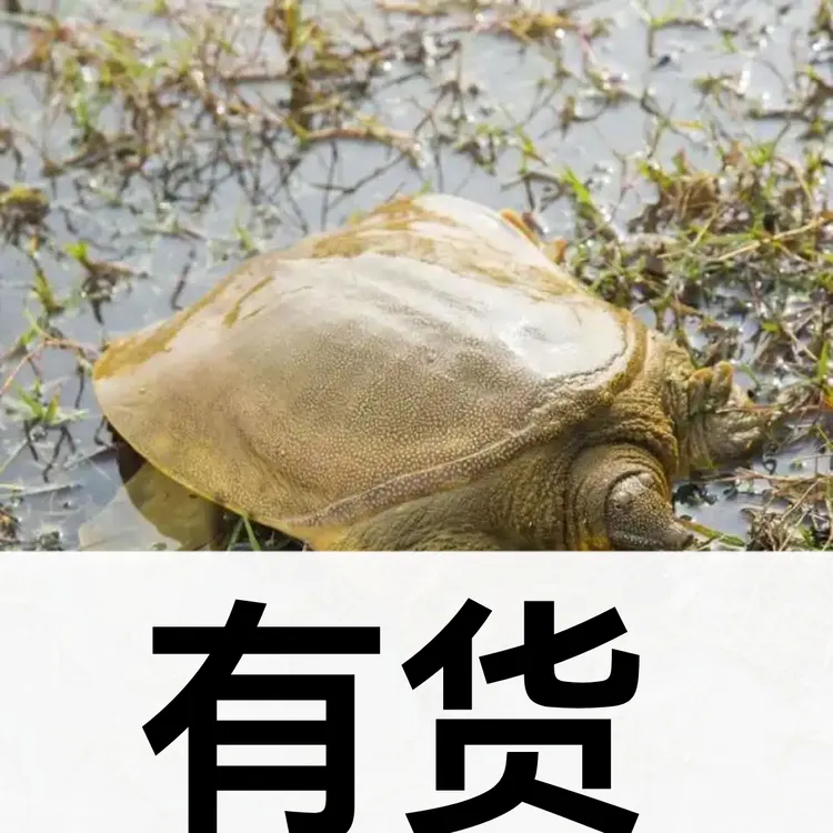 外塘放养鲜活中华鳖青背水鱼滋补食用甲鱼