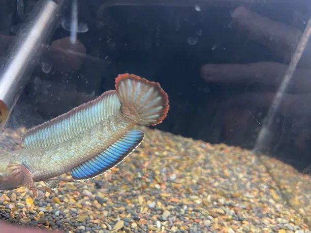 酒红雷龙鱼5-6厘米