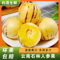 云南石林人参果圆果树上自然成熟清甜多汁净重4.5斤