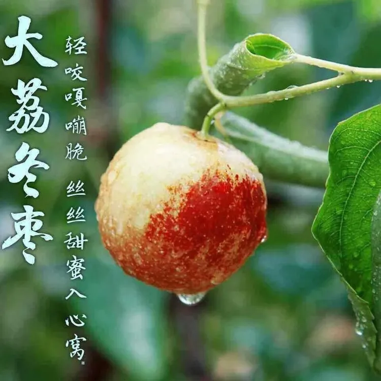 正宗大荔新鲜冬枣现摘脆甜可口当季水果包邮 坏果包赔